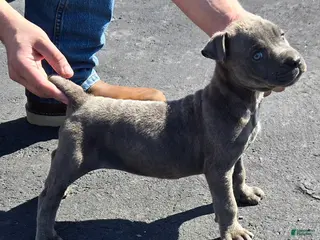 Mixed Breed dogs Hawks Sassy - Ad 17