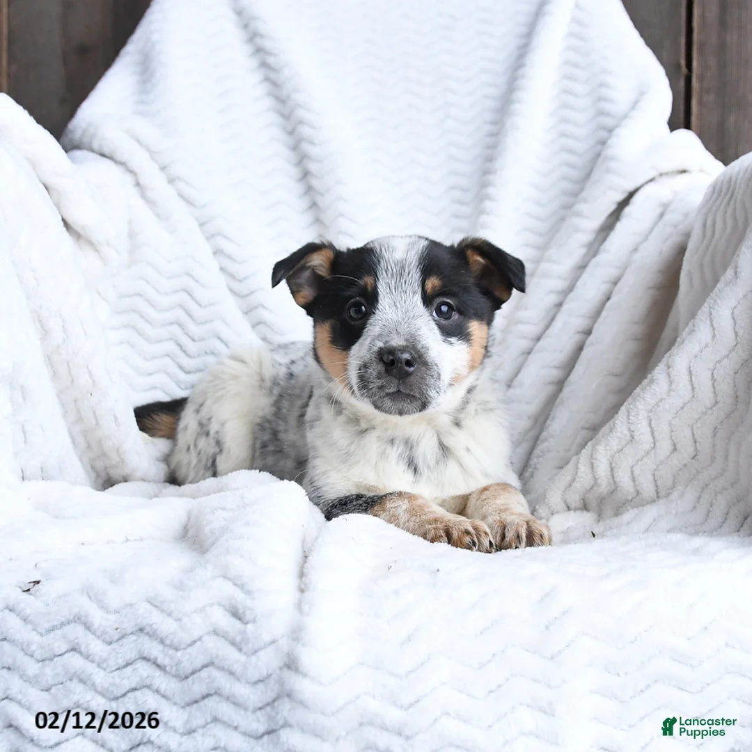 Australian Cattle Dog dogs for sale: Maggie - Ad 3