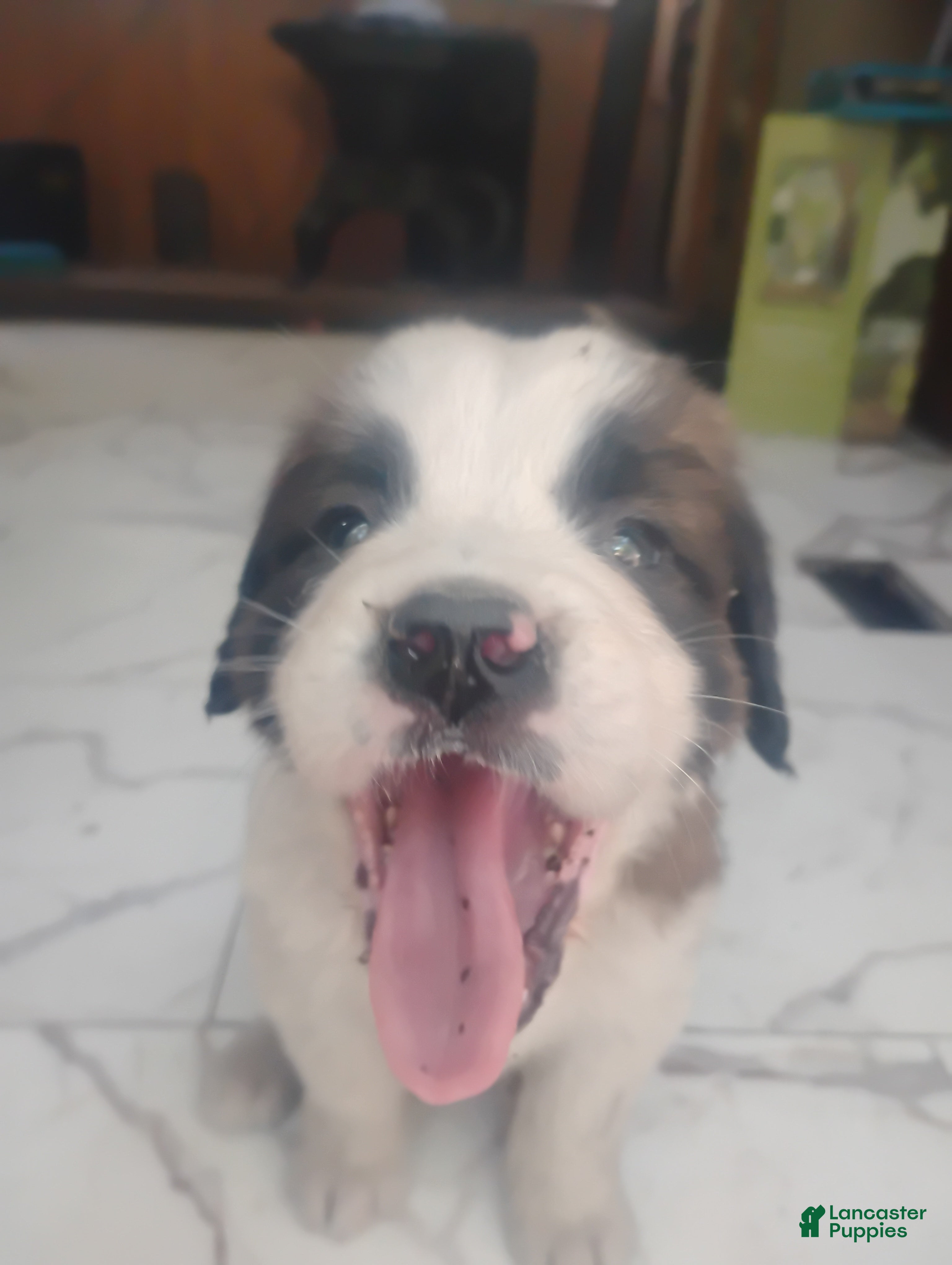 Saint Bernard dogs Saint Bernard Puppy 6 - Ad 14