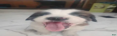 Saint Bernard Puppy 6