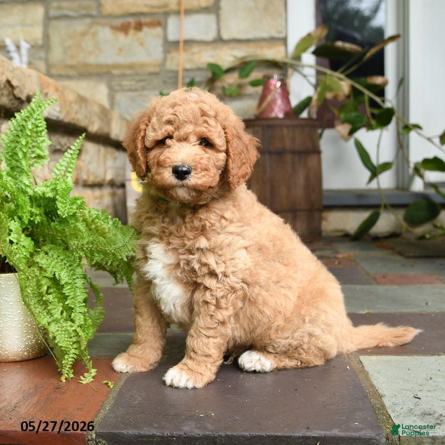 Mini Goldendoodle dogs Caramel - Ad 1