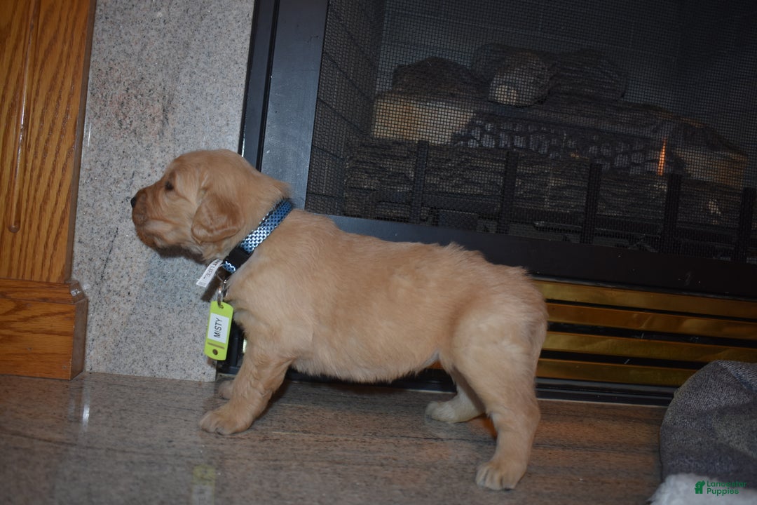 Golden Retriever dogs for sale: Misty - Ad 4