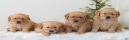 Golden Retriever dogs for sale: Holiday  - Ad 6