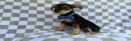 Miniature Schnauzer dogs for sale: Alex - Ad 5