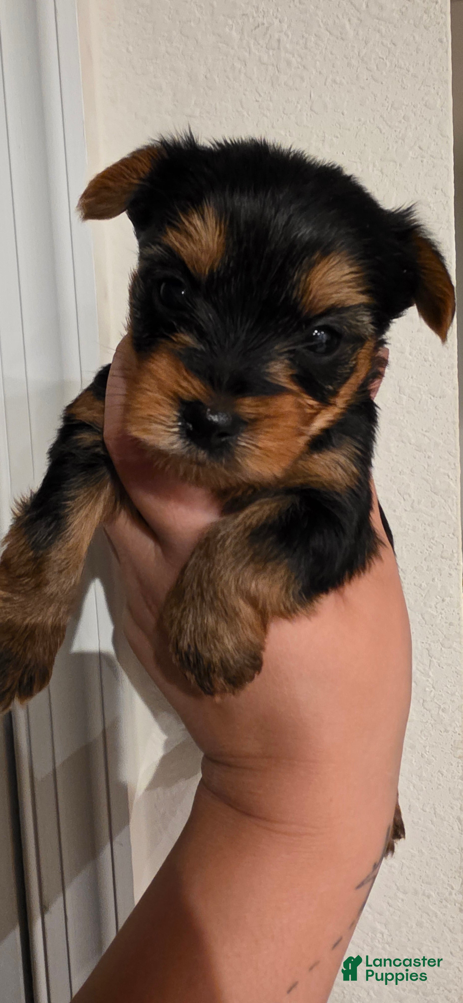 Yorkshire Terrier dogs Cyclops - Ad 33