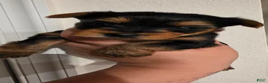 Cyclops