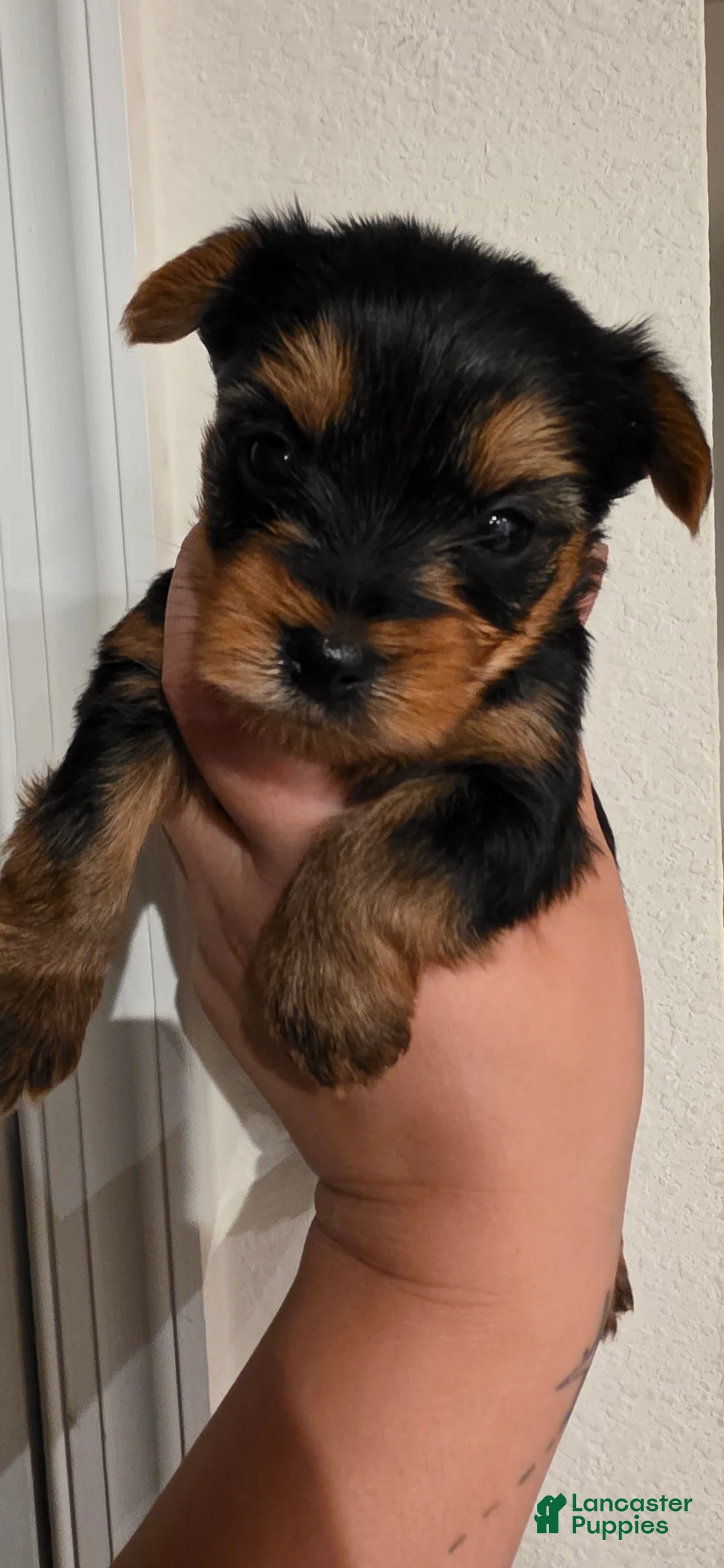 Yorkshire Terrier dogs for sale: Cyclops - Ad 1