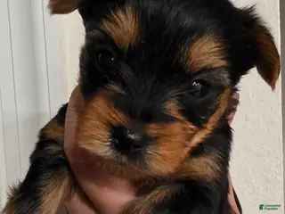 Yorkshire Terrier dogs Cyclops - Ad 22