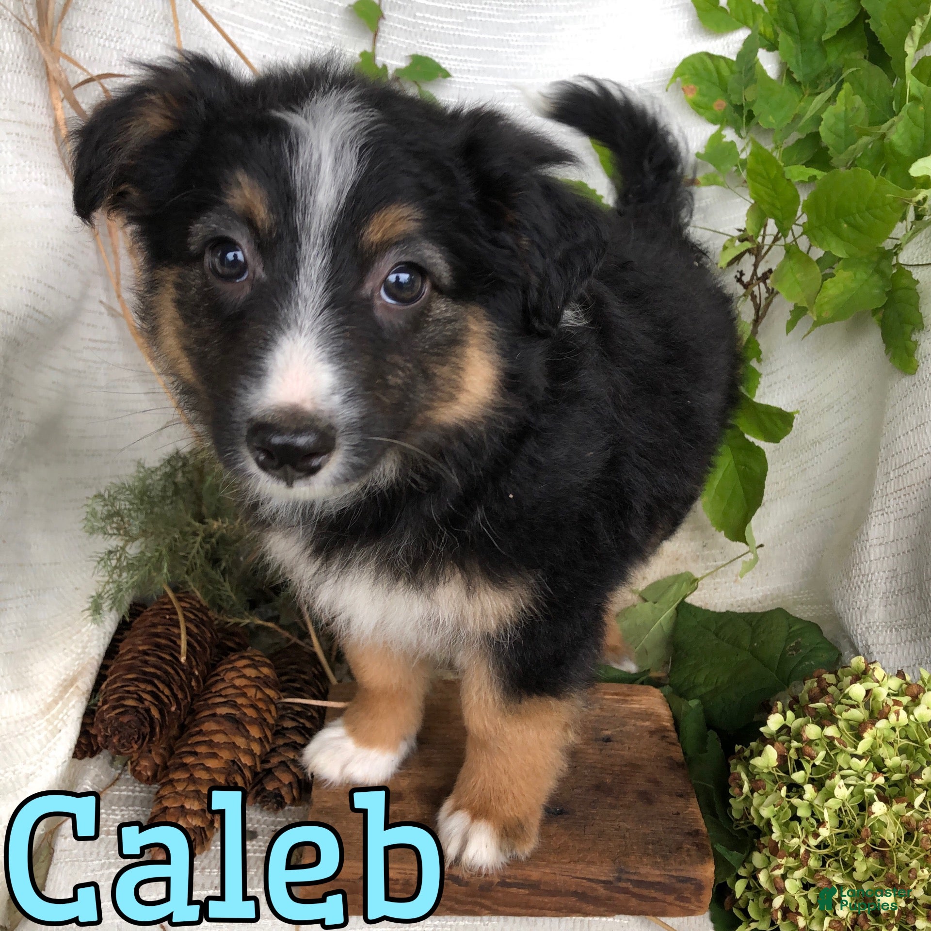 Mixed Breed dogs Mixed Breed 1 - Ad 2