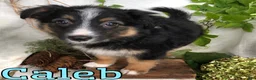 Mixed Breed dogs for sale: Mixed Breed 1 - Ad 2