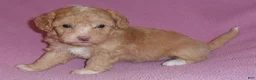 Miniature Poodle dogs for sale: Lilly - Ad 5