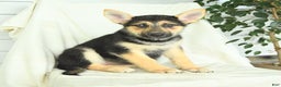 Gerberian Shepsky dogs for sale: Mandy - Ad 1