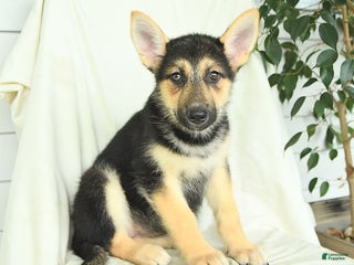 Gerberian Shepsky dogs Mandy - Ad 19