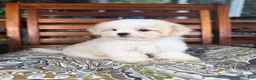 Malshi dogs for sale: Miles - Ad 4