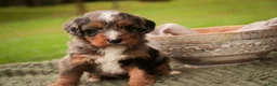 Mini Bernedoodle dogs for sale: Colt F1 Mini Bernedoodle  - Ad 9