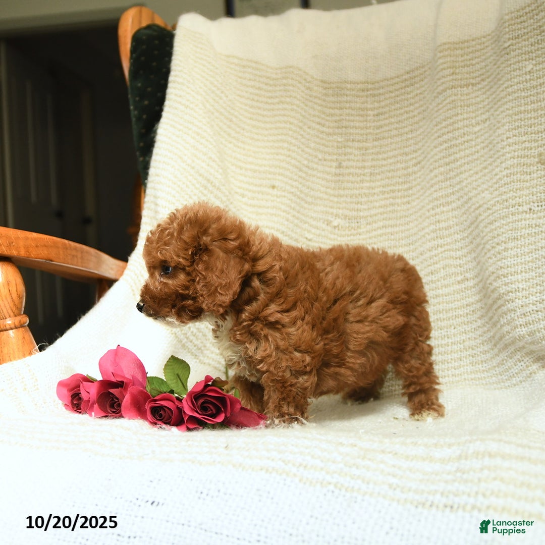 Cockapoo dogs for sale: Curtis - Ad 5
