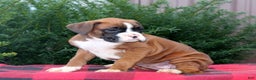 Boxer dogs for sale: Apple  - Ad 2