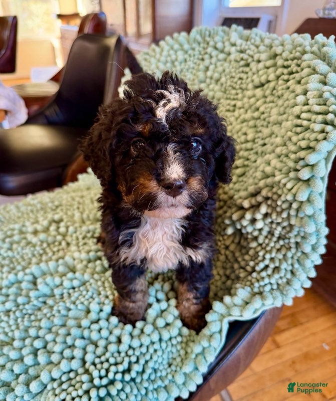 Bernedoodle dogs for sale: Boyd - Ad 2