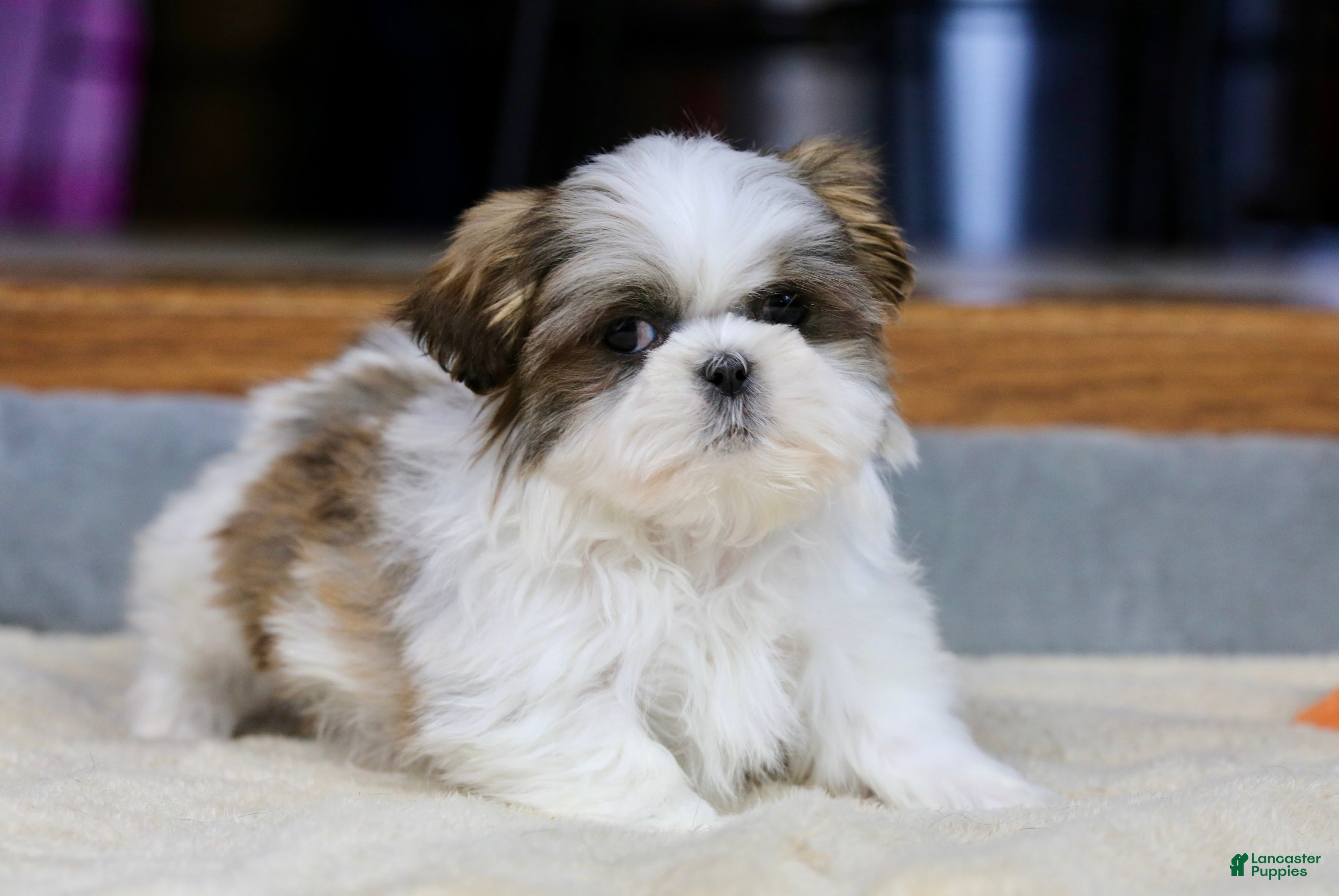 Shih Tzu dogs Wylee - Ad 2