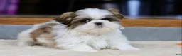 Shih Tzu dogs for sale: Wylee - Ad 3