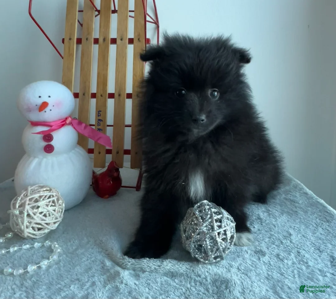 Pomeranian dogs for sale: Blackie - Ad 5