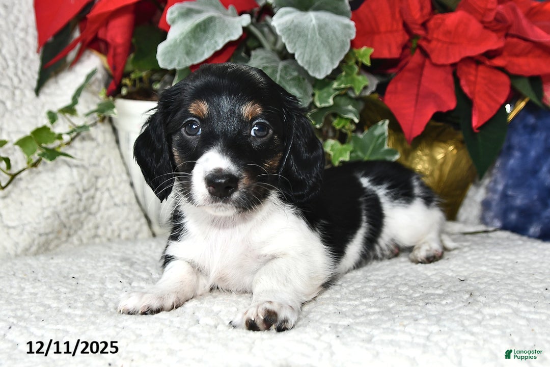 Miniature Dachshund dogs for sale: Laddy - Ad 1