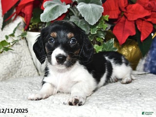 Miniature Dachshund dogs Laddy - Ad 42