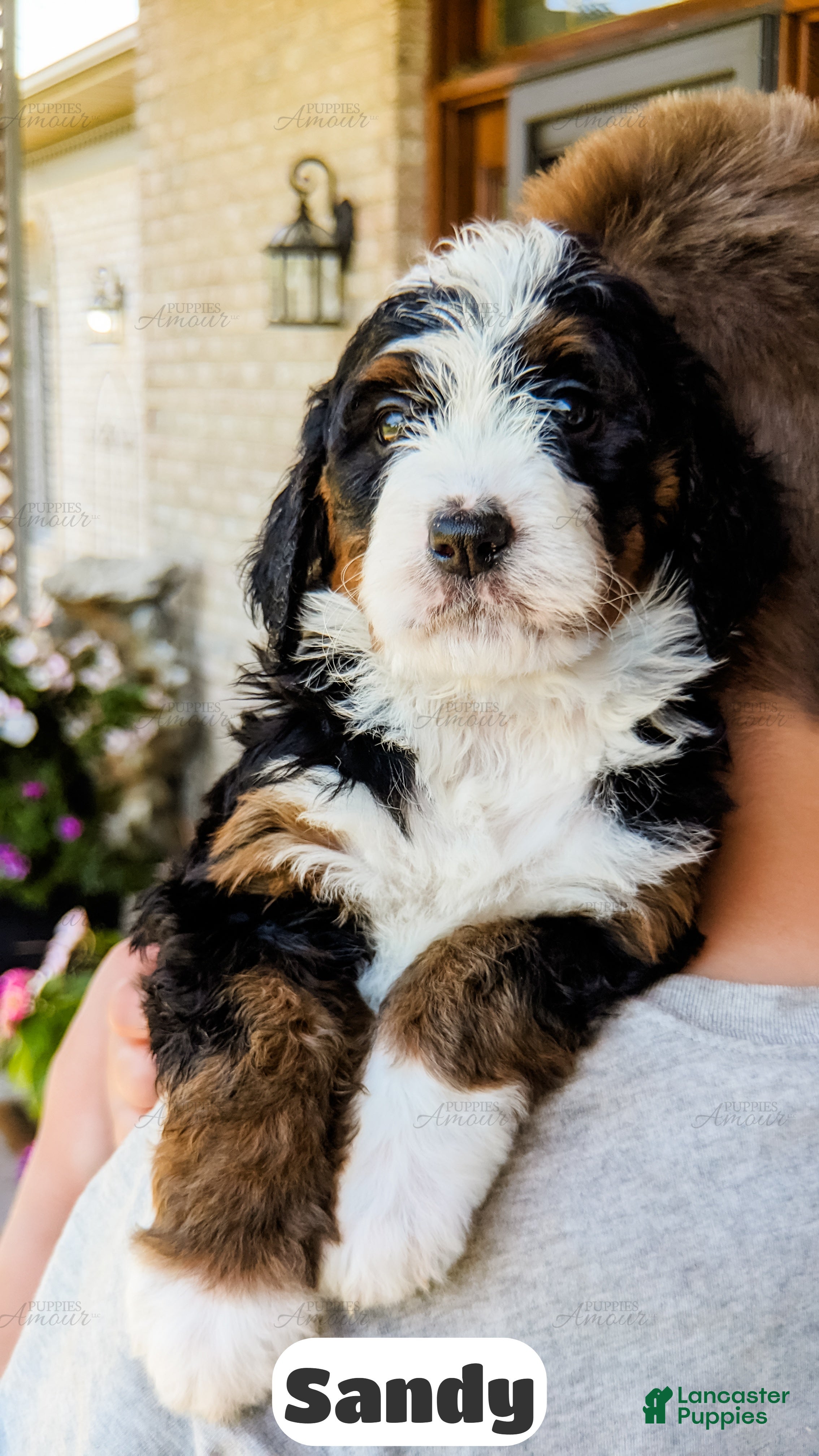 Bernedoodle dogs Sandy - Ad 2