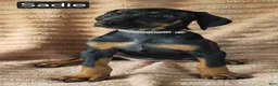 Doberman Pinscher dogs for sale: Sadie - Ad 4