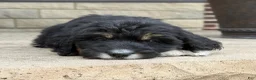 Bernedoodle dogs for sale: Bernedoodle Puppy Hazel - Ad 1