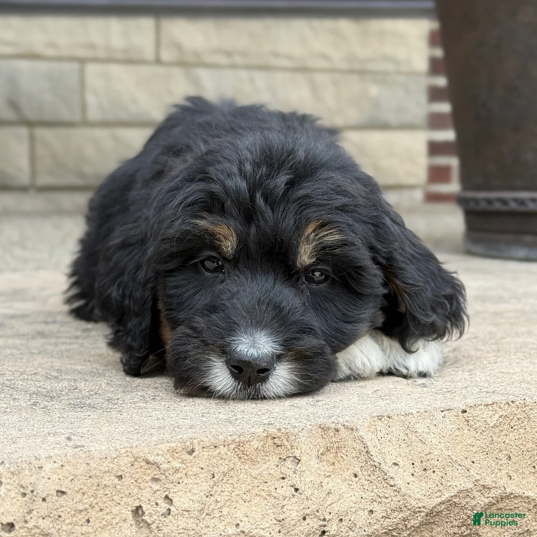 Bernedoodle dogs for sale: Bernedoodle Puppy Hazel - Ad 1