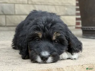Bernedoodle dogs for sale: Bernedoodle Puppy Hazel - Ad 1