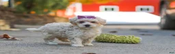 Maltipoo dogs for sale: Ember - Ad 6