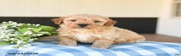 Mini Goldendoodle dogs for sale: Lucky - Ad 1