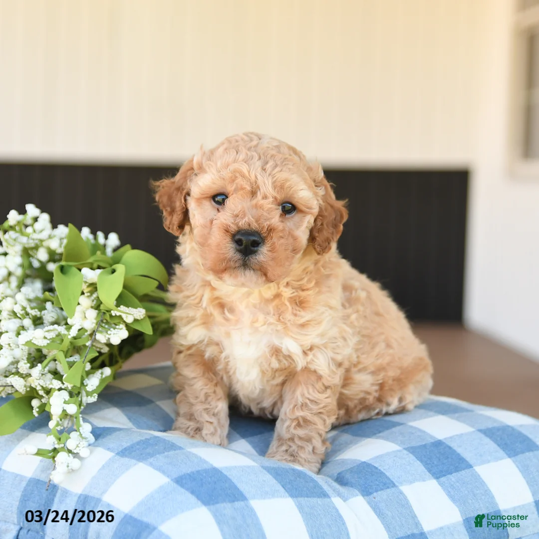Mini Goldendoodle dogs for sale: Lucky - Ad 1