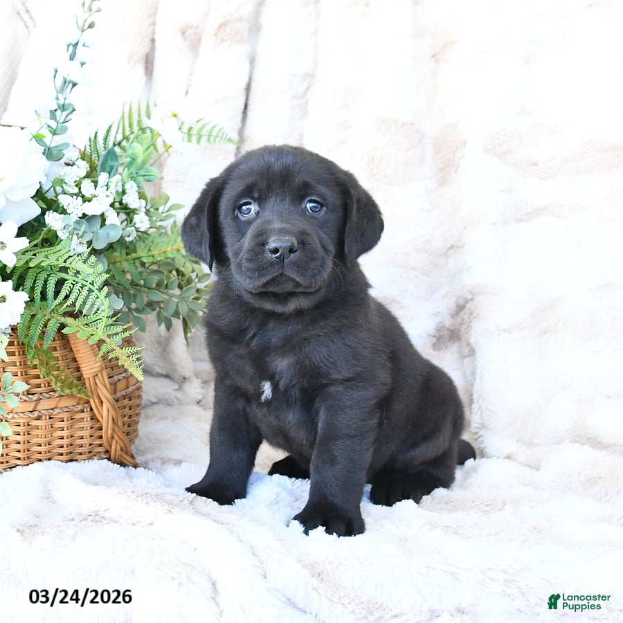 Labrador Retriever dogs Frankie - Ad 1