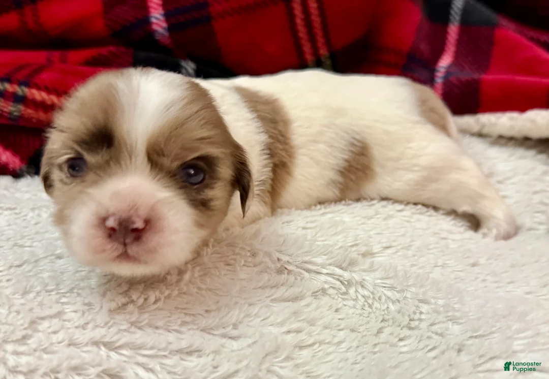 Shihpoo dogs for sale: Beau - Ad 5