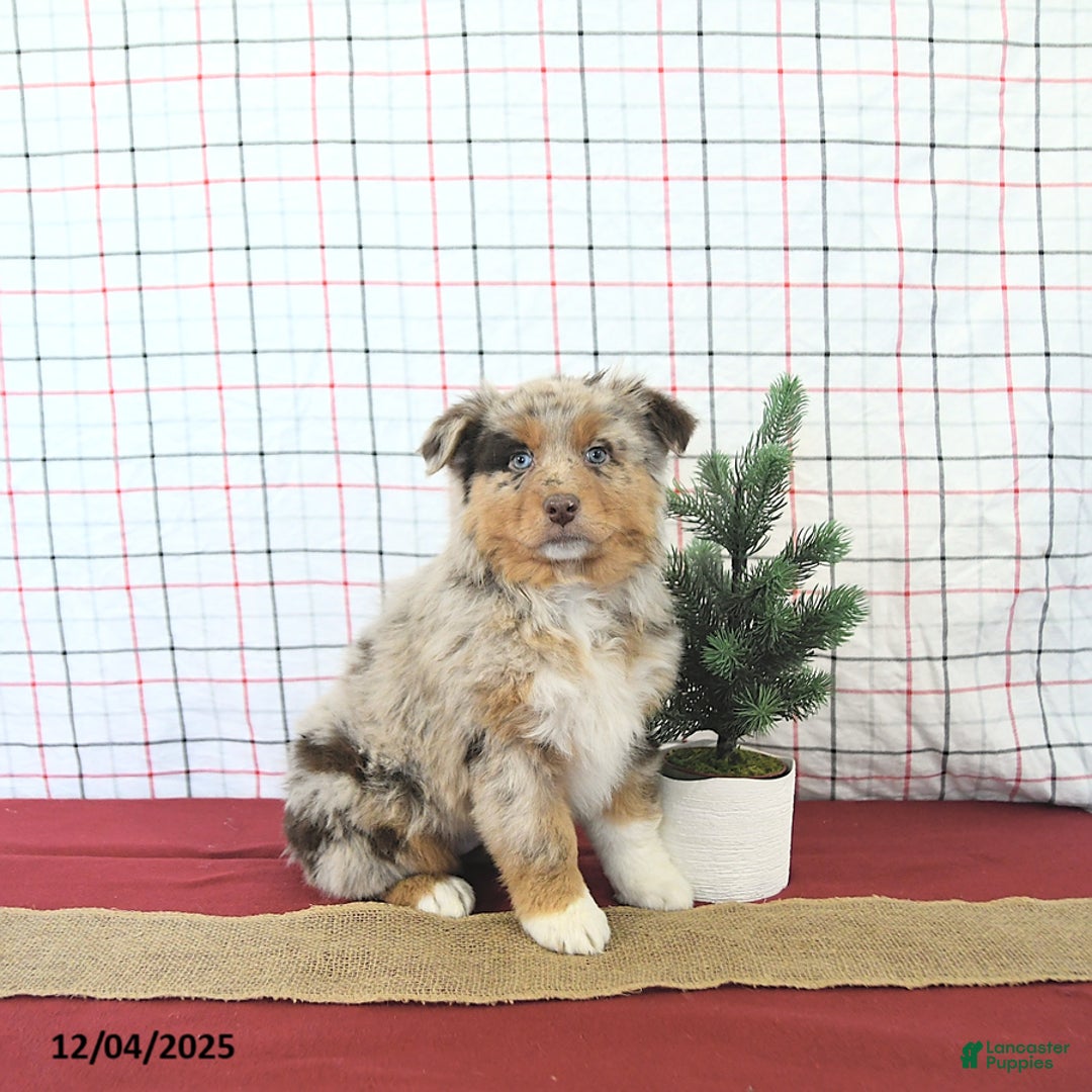 Australian Shepherd dogs for sale: Jingle  - Ad 2