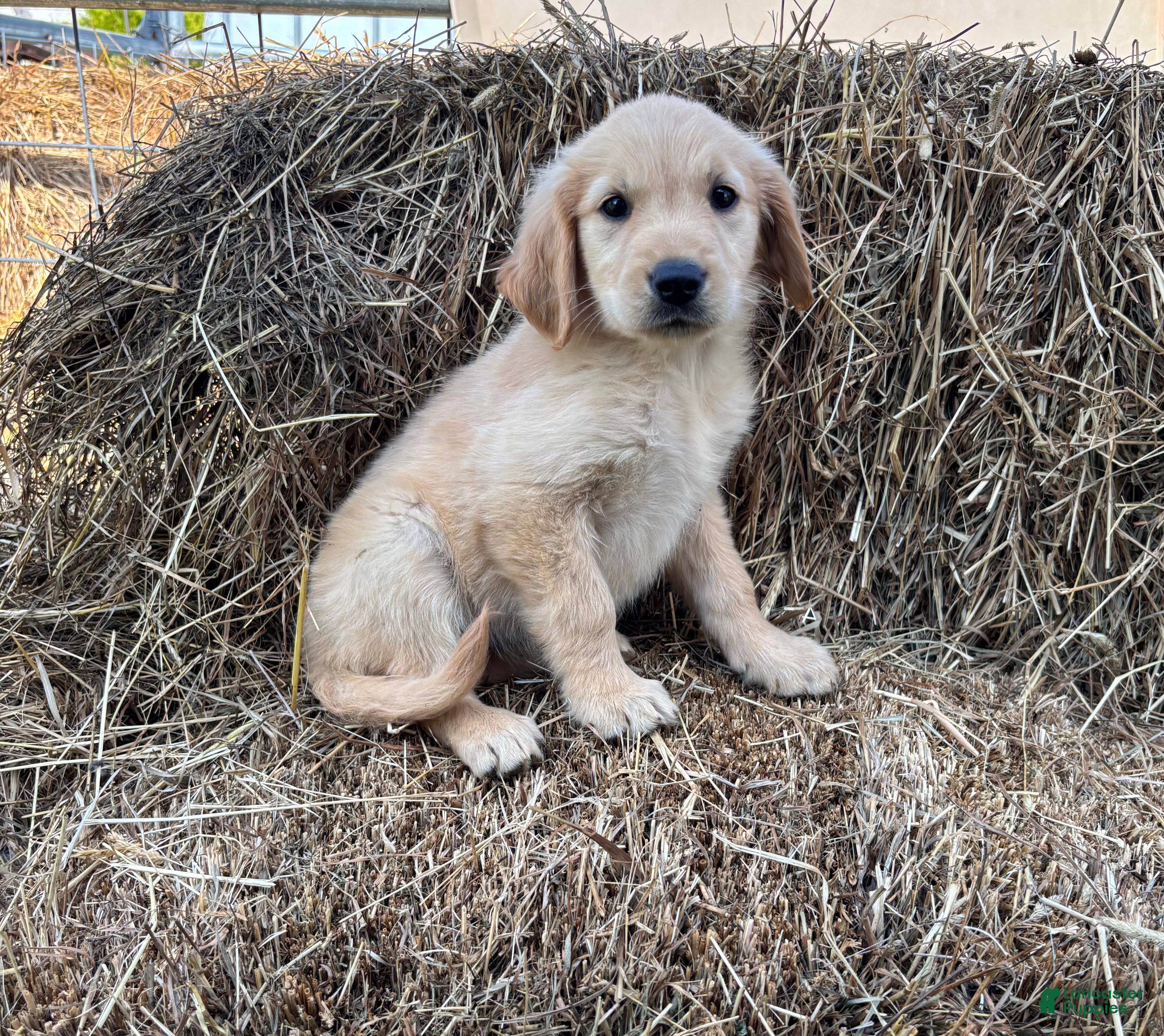Golden Retriever dogs Bea - Ad 9
