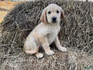 Golden Retriever dogs Bea - Ad 9