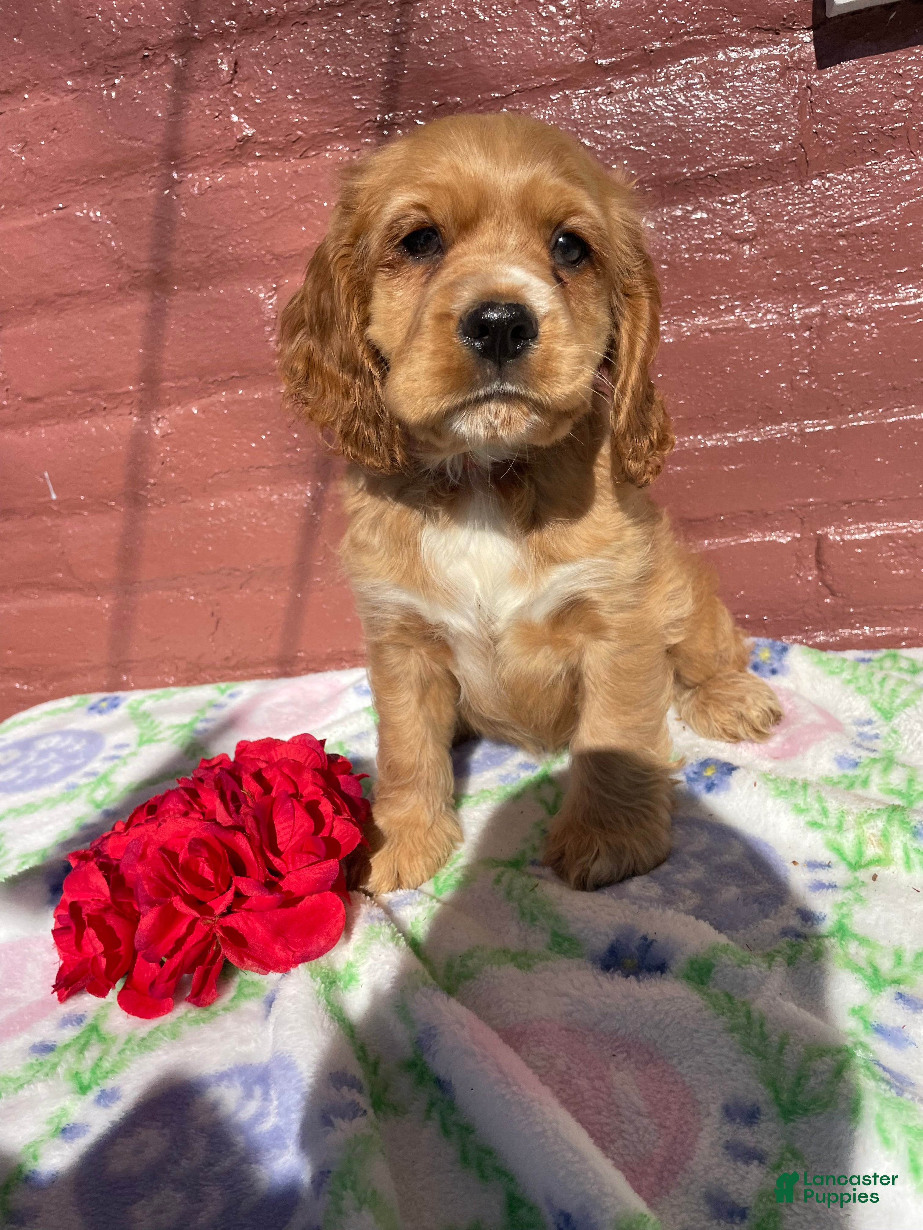 Cocker Spaniel dogs Muggles - Ad 19