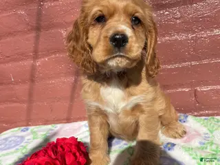 Cocker Spaniel dogs Muggles - Ad 40