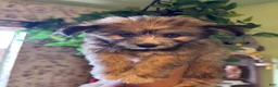 Pomsky dogs for sale: Storm - Ad 4