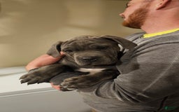 Mixed Breed dogs for sale: Clare - Image 9