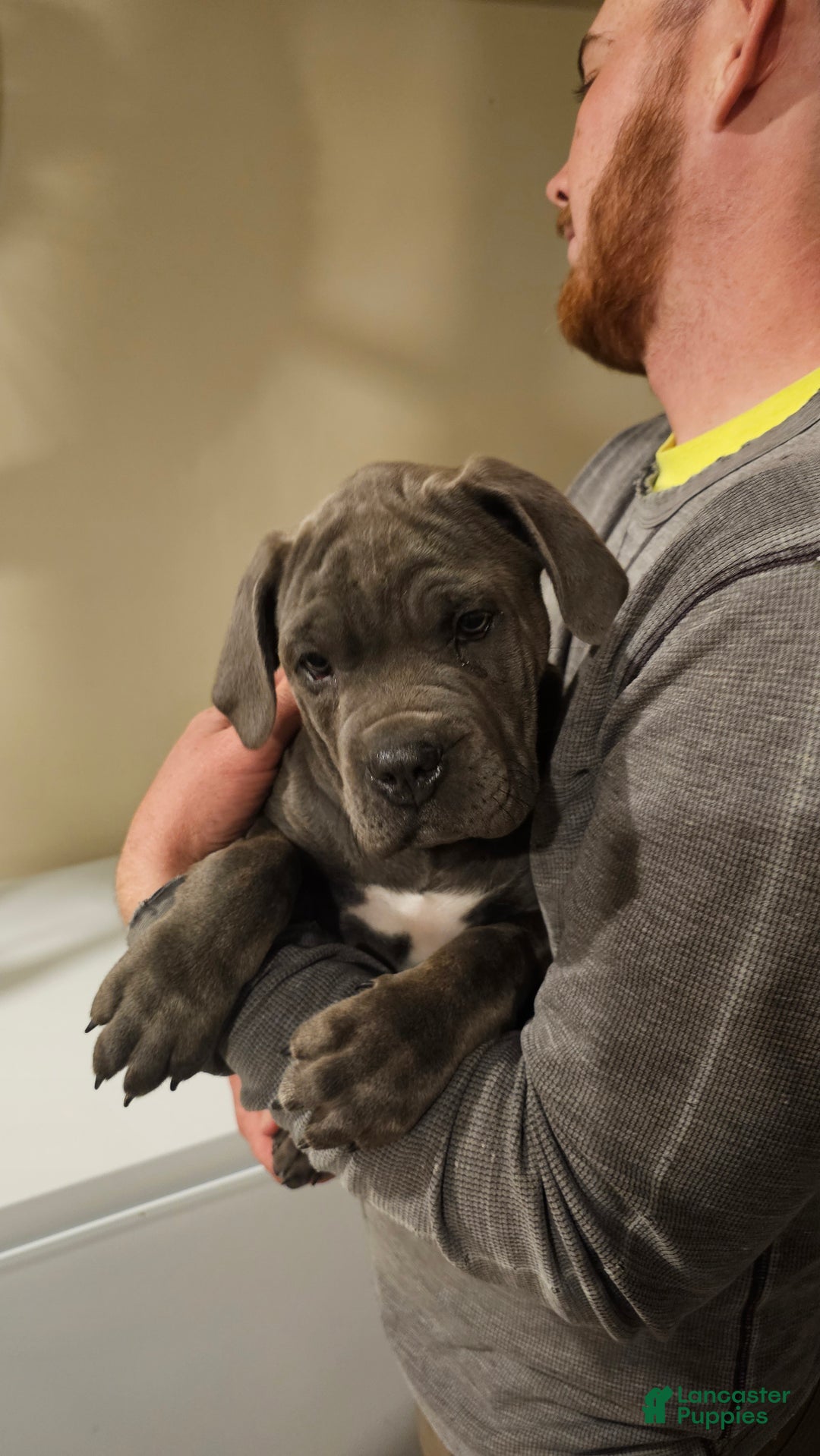 Mixed Breed dogs for sale: Clare - Image 9