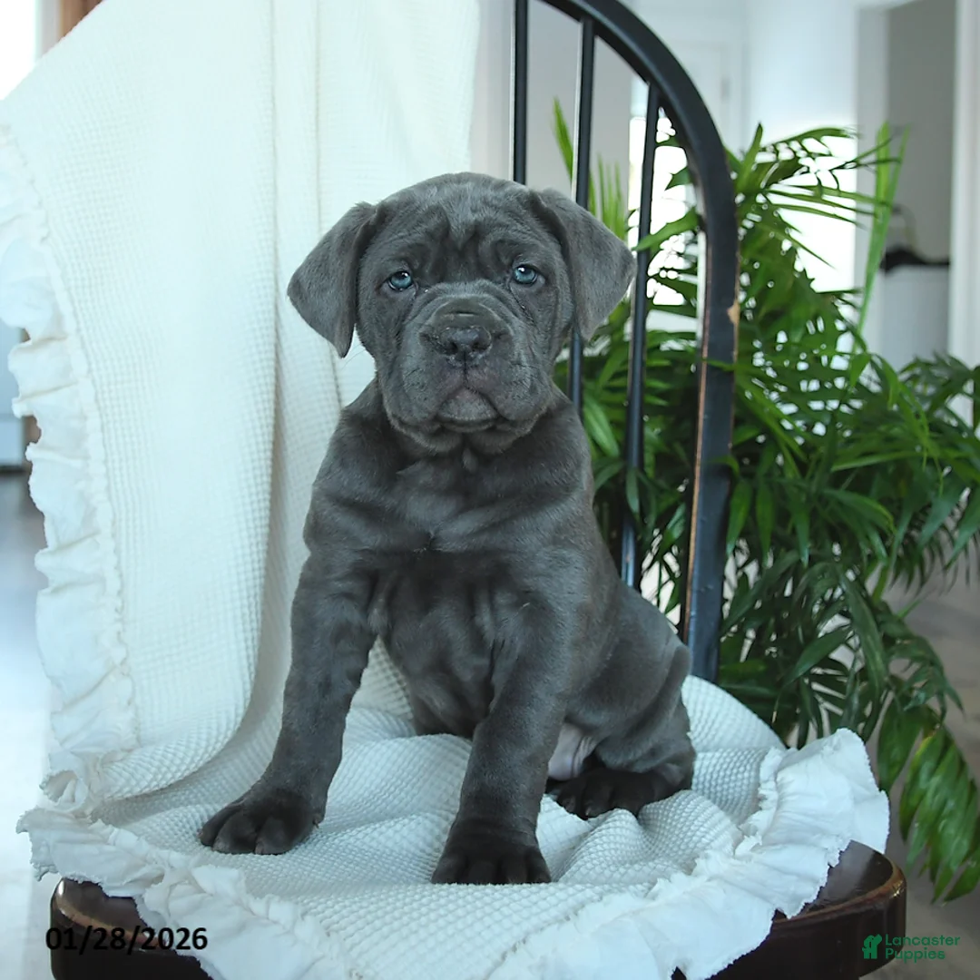 Cane Corso dogs for sale: Annie - Ad 3