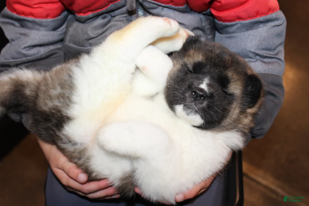 Akita dogs for sale: AKC Roxy - Ad 2