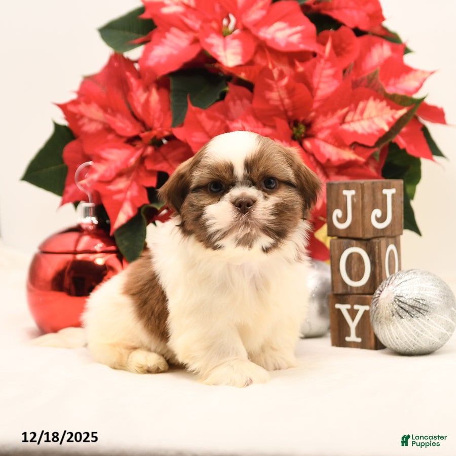 Shih Tzu dogs Sparkle - Ad 2