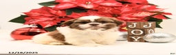 Shih Tzu dogs for sale: Sparkle - Ad 1