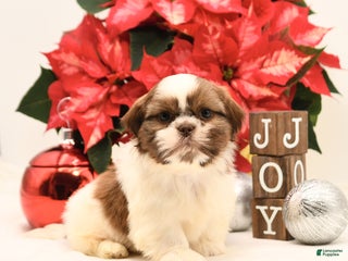 Shih Tzu dogs Sparkle - Ad 9